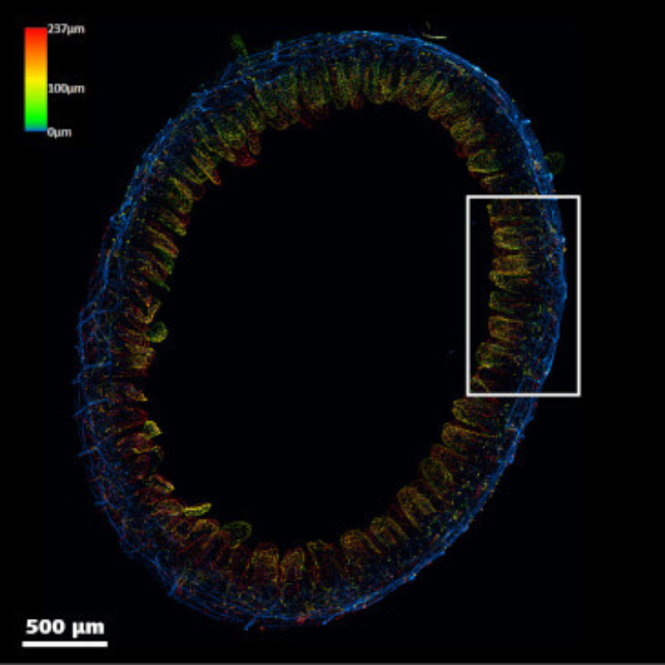 Mouse small intestine in A-ha Polymer labeled for blood vessel.