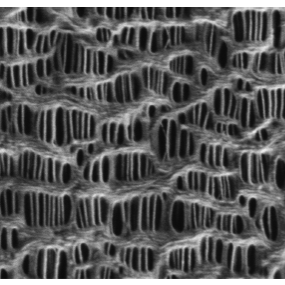 Separator membrane imaged at 200 V