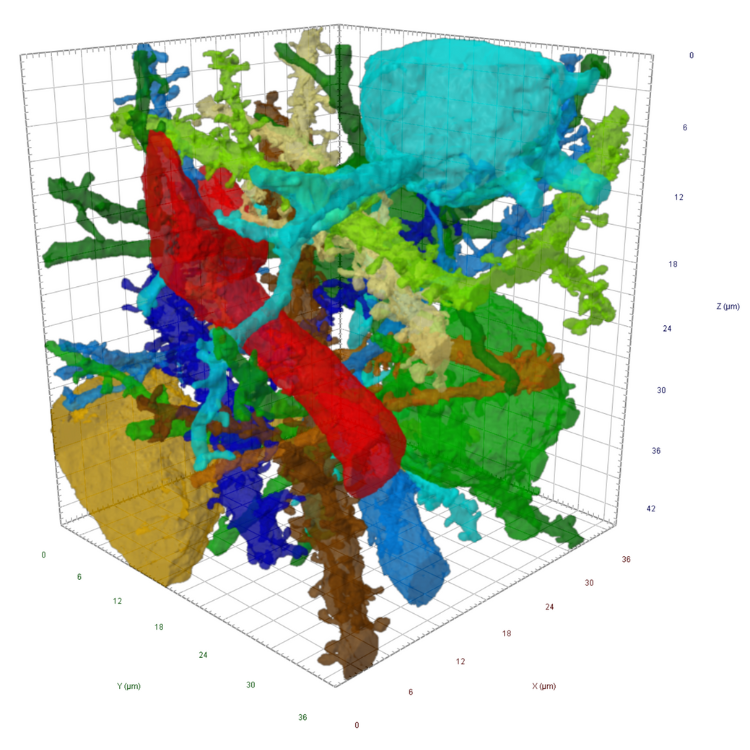 3D image of a segmented mouse brain Volutome dataset.