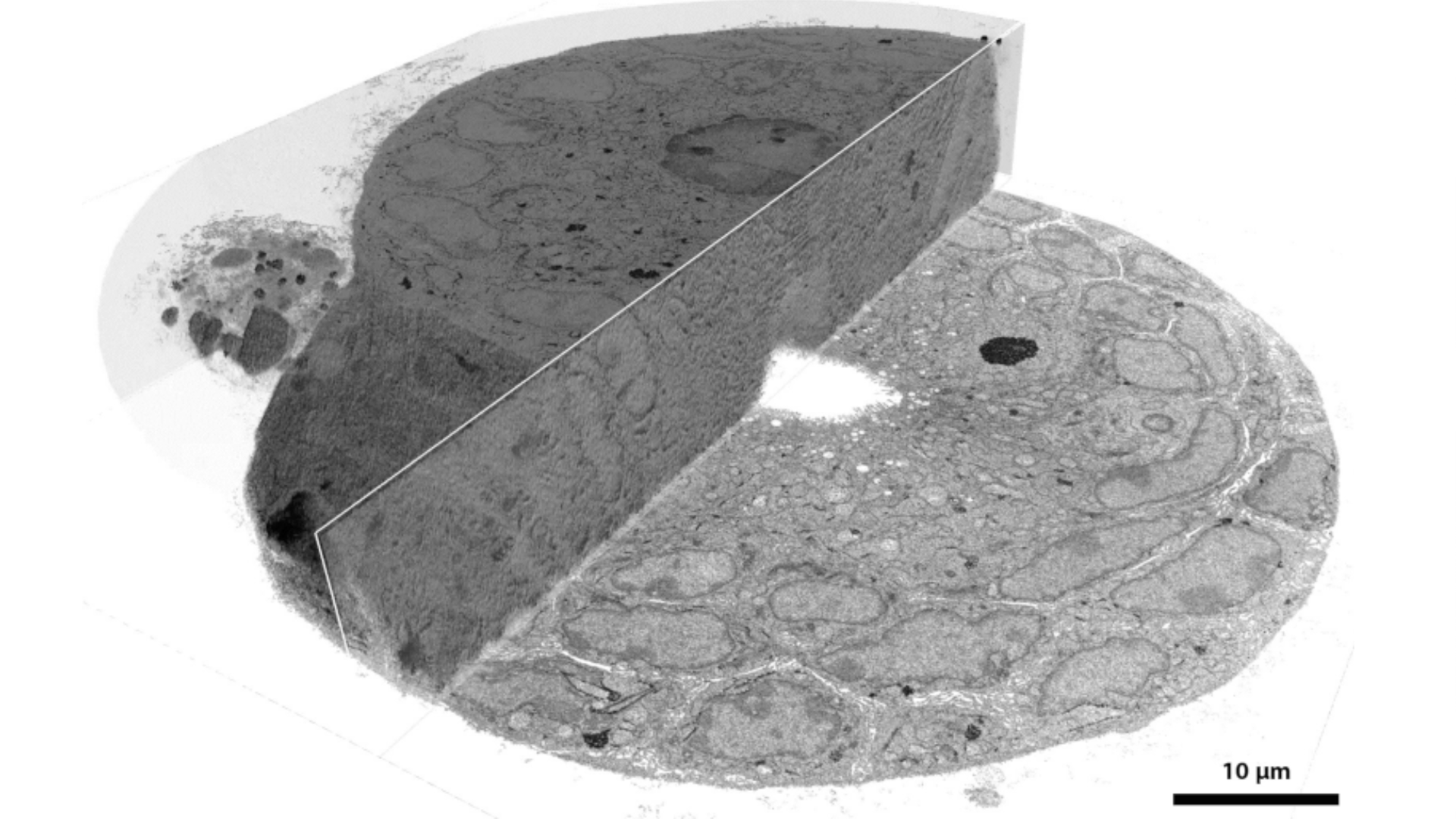 3D view of an segmented intestinal organoid imaged with ZEISS Volutome. Cutting and imaging parameters of the original stack: Dimensions: 65 x 65 x 12 µm , Pixel size: 6 nm, Cutting thickness 40 nm (300 sections). EHT: 1,5 kV / Ip: 100pA, Dwell time: 1 µsSample Courtesy of Alexandra Graff-Meyer and Marc Buehler, Friedrich Miescher Institute for Biomedical Research, Basel, Switzerland
