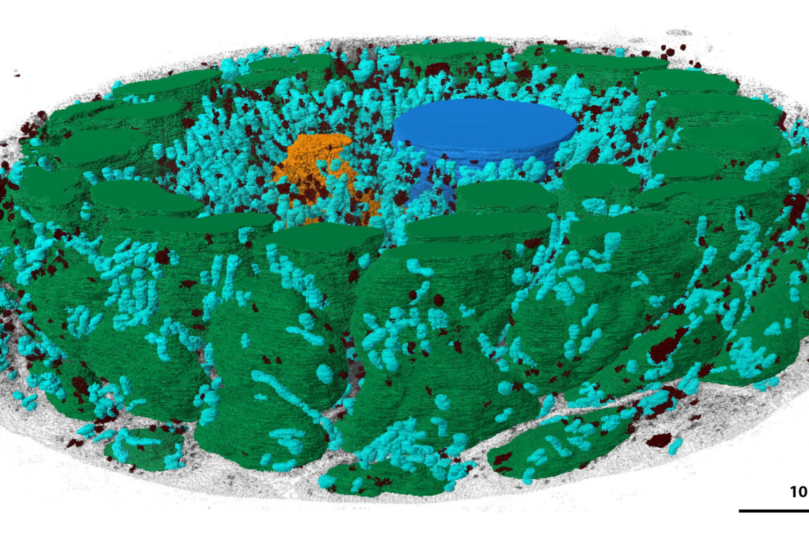 3D view of an segmented intestinal organoid imaged with ZEISS Volutome. Sample Courtesy of Alexandra Graff-Meyer and Marc Buehler, Friedrich Miescher Institute for Biomedical Research, Basel, Switzerland
