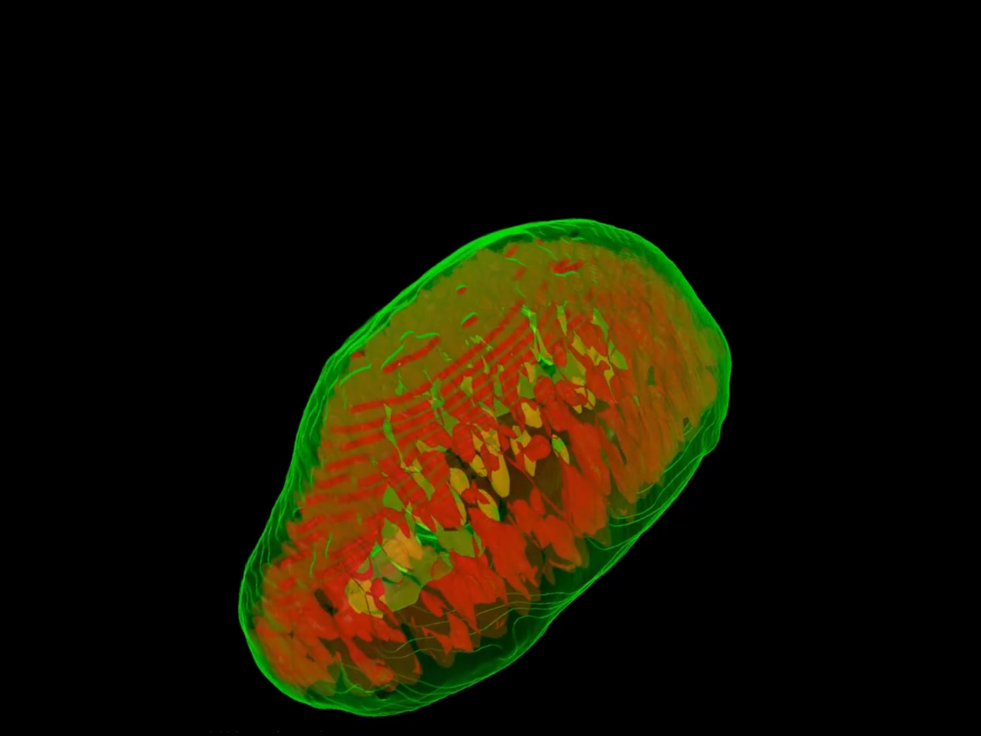 Organoid image