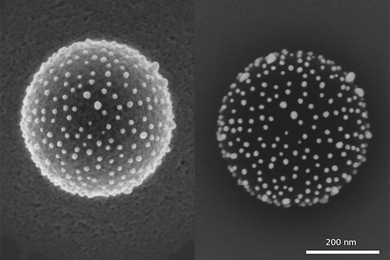 Precursor material for functional surface, gold nanoparticles on polystyrol sphere, imaged with GeminiSEM 500, at 3 kV. Left: Inlens SE image, surface topography. Right: EsB image, material contrast.