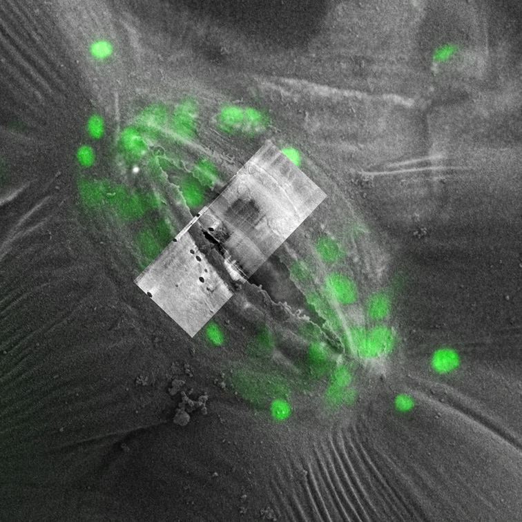 Stomata and internalized plastids were identified with an LSM using the autofluorescence of the sample. The selected stoma was re-located and imaged with the Crossbeam. Sample courtesy: C. Burkhardt, NMI Reutlingen, Germany