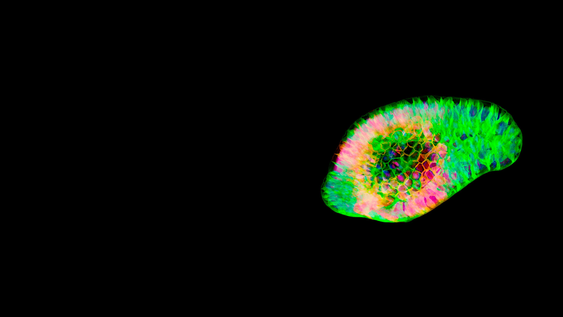 Organoid analysis image